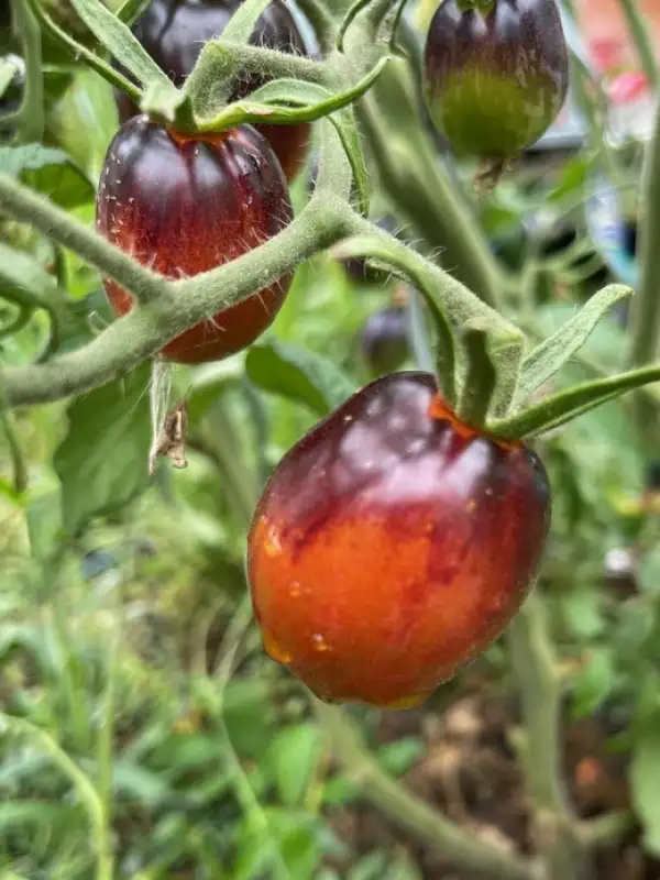 Tomaten: Purple Dragon