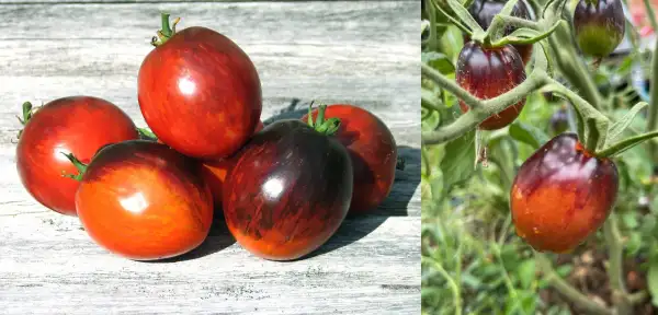 Tomaten: Purple Dragon