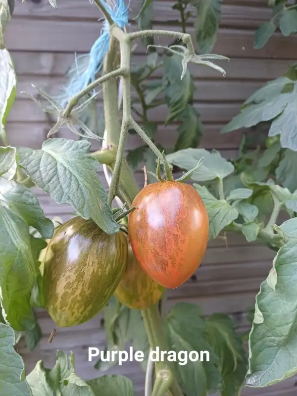 Tomaten: Purple Dragon