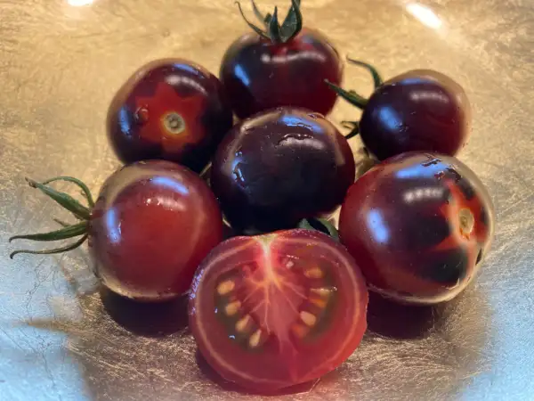 Tomaten: Purple Dragon