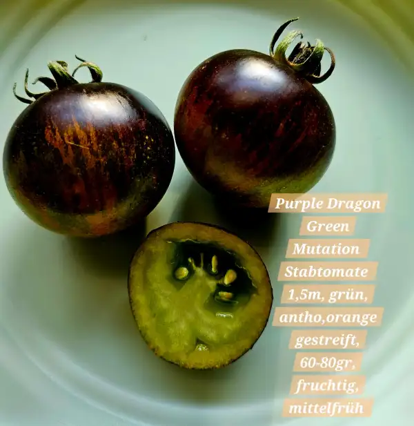 Tomaten: Purple Dragon Green Mutation