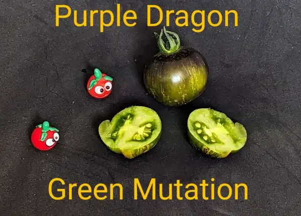 Tomaten: Purple Dragon Green Mutation