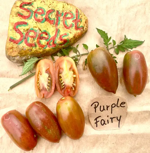 Tomaten: Purple Fairy