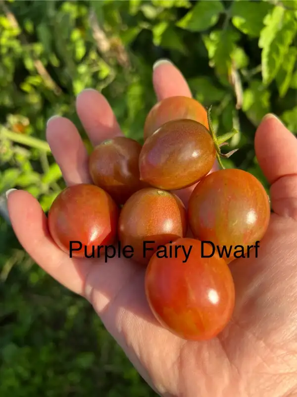 Tomaten: Purple Fairy Dwarf