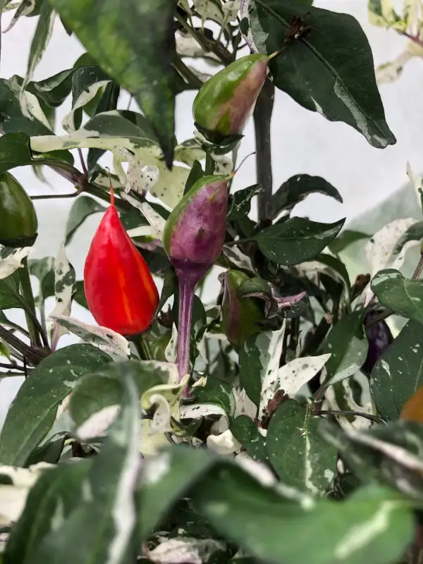 Chili / Paprika: Purple Flash