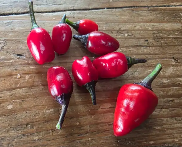 Chili / Paprika: Purple Flash