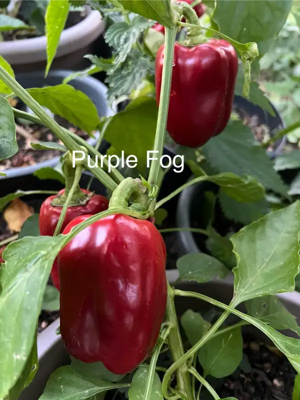 Chili / Paprika: Purple Fog