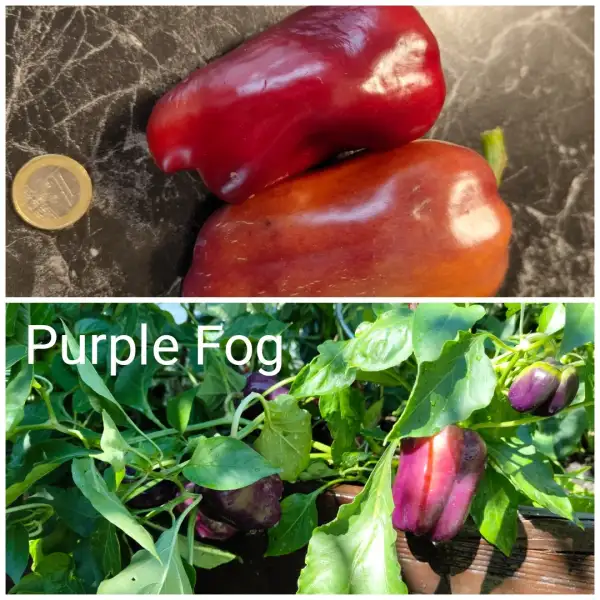 Chili / Paprika: Purple Fog Paprika