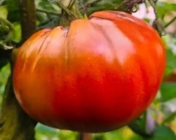 Tomaten: Purple Heart