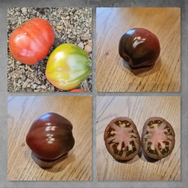 Tomaten: Purple Heart