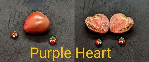 Tomaten: Purple Heart