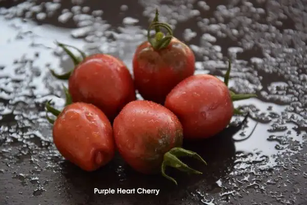 Tomaten: Purple Heart Cherry