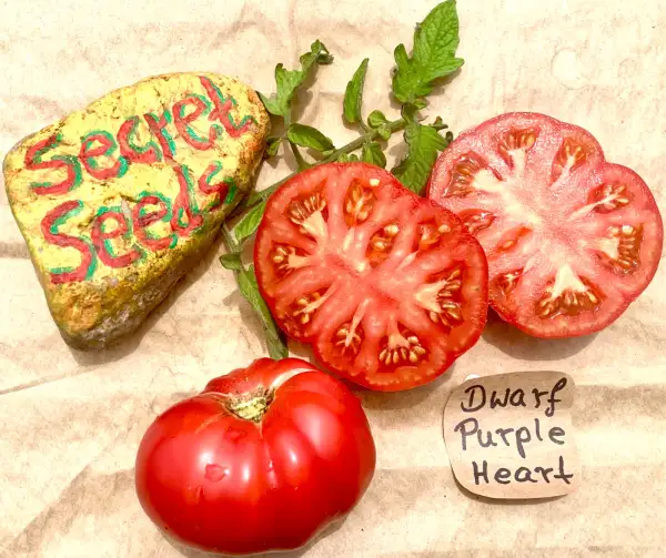 Tomaten: Purple Heart (Dwarf)