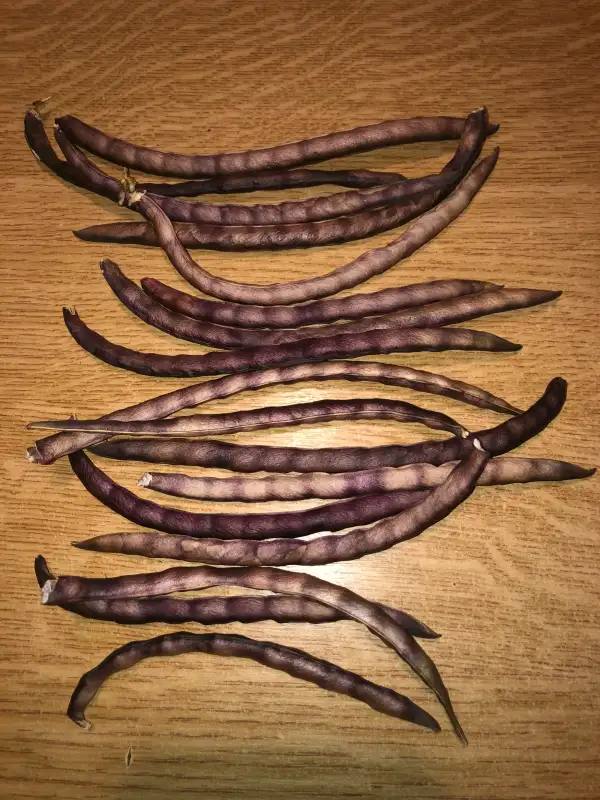 andere Gemüse: Purple Hull Pinkeye (Vigna unguiculata)