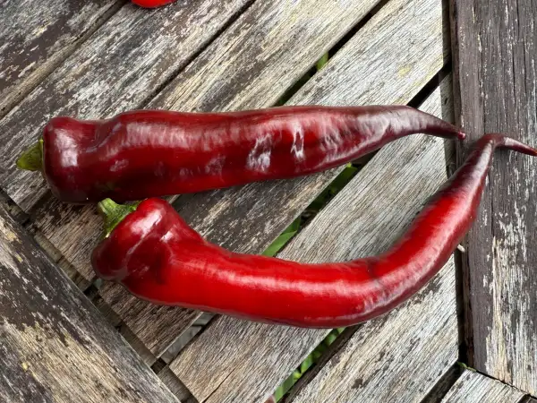 Paprika: Purple Marconi