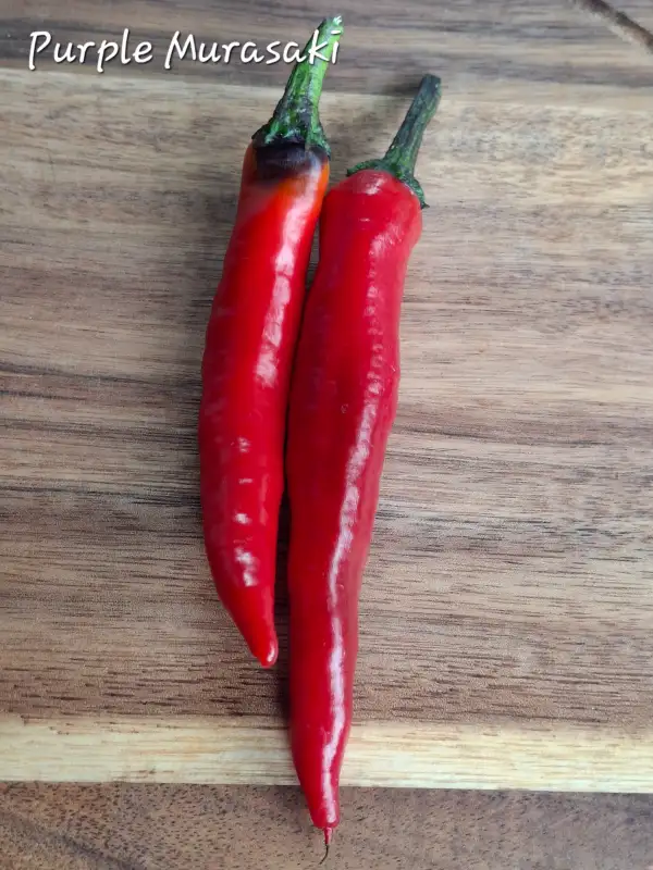 Chili / Paprika: Purple Murasaki