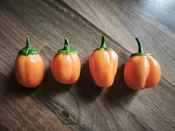 Chili: Purple Peach Pepper