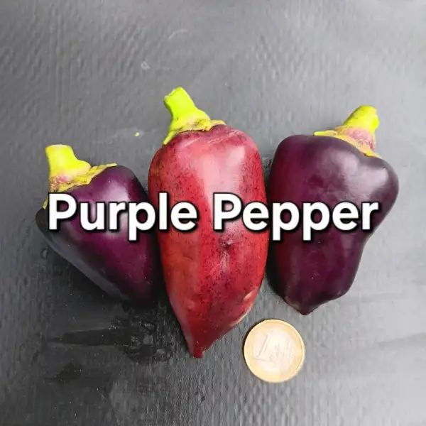 Chili / Paprika: Purple Pepper
