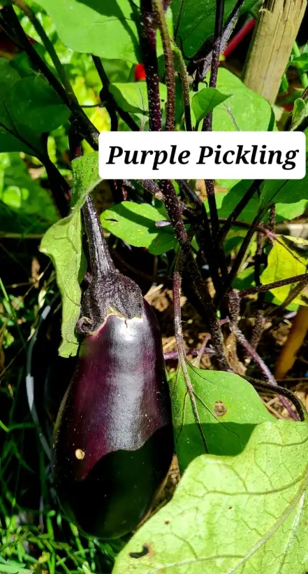 Auberginen: Purple Pickling