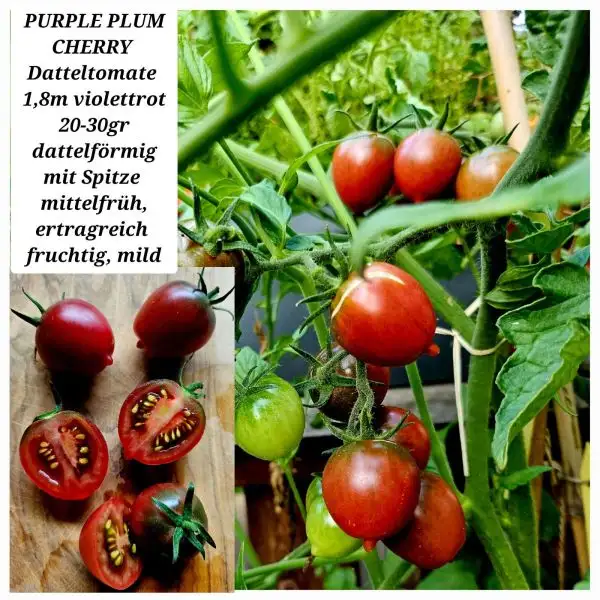 Tomaten: PURPLE PLUM CHERRY