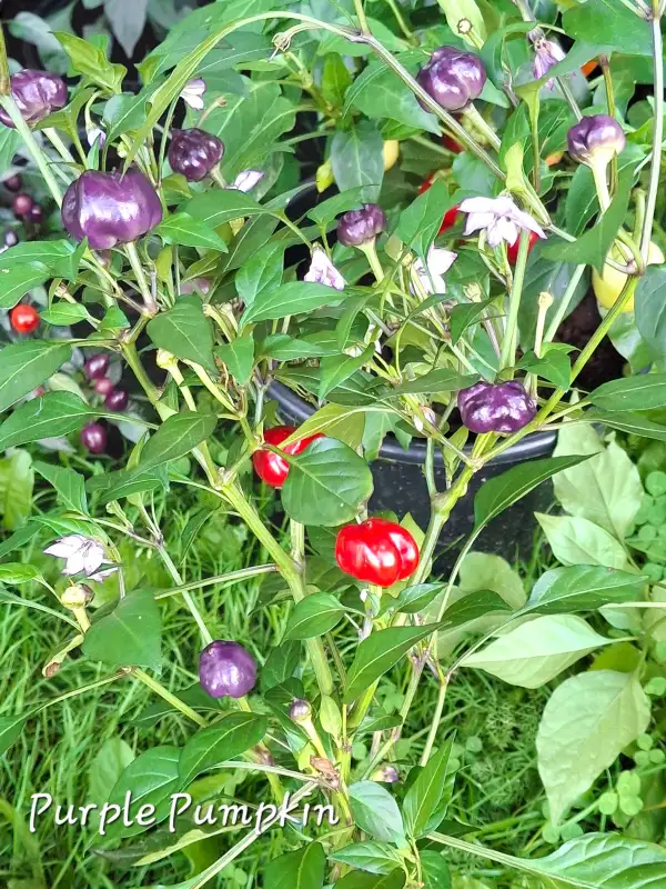 Chili / Paprika: Purple pumpkin