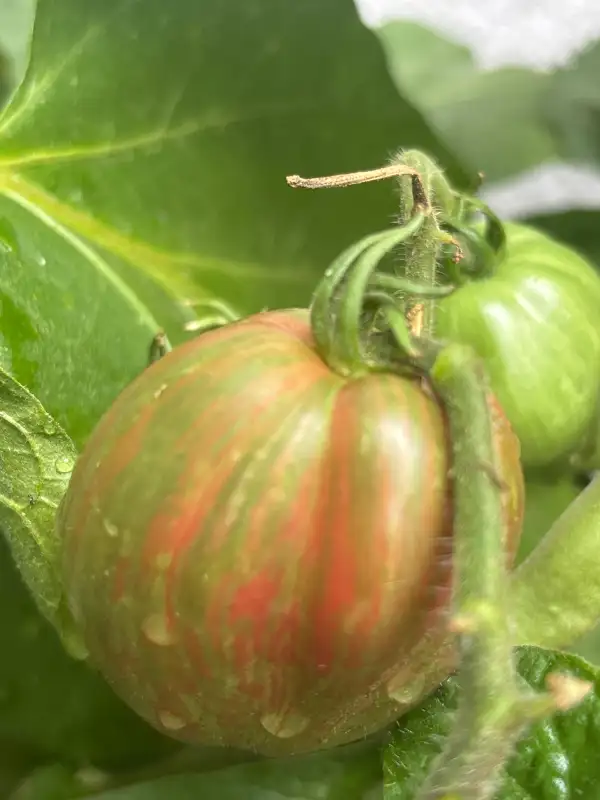 Tomaten: Purple Rain