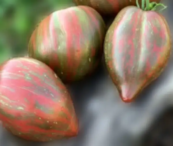 Tomaten: Purple Rain