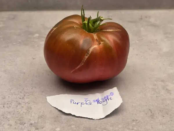 Tomaten: Purple Reign