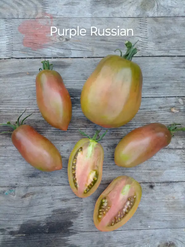 Tomaten: purple Russian