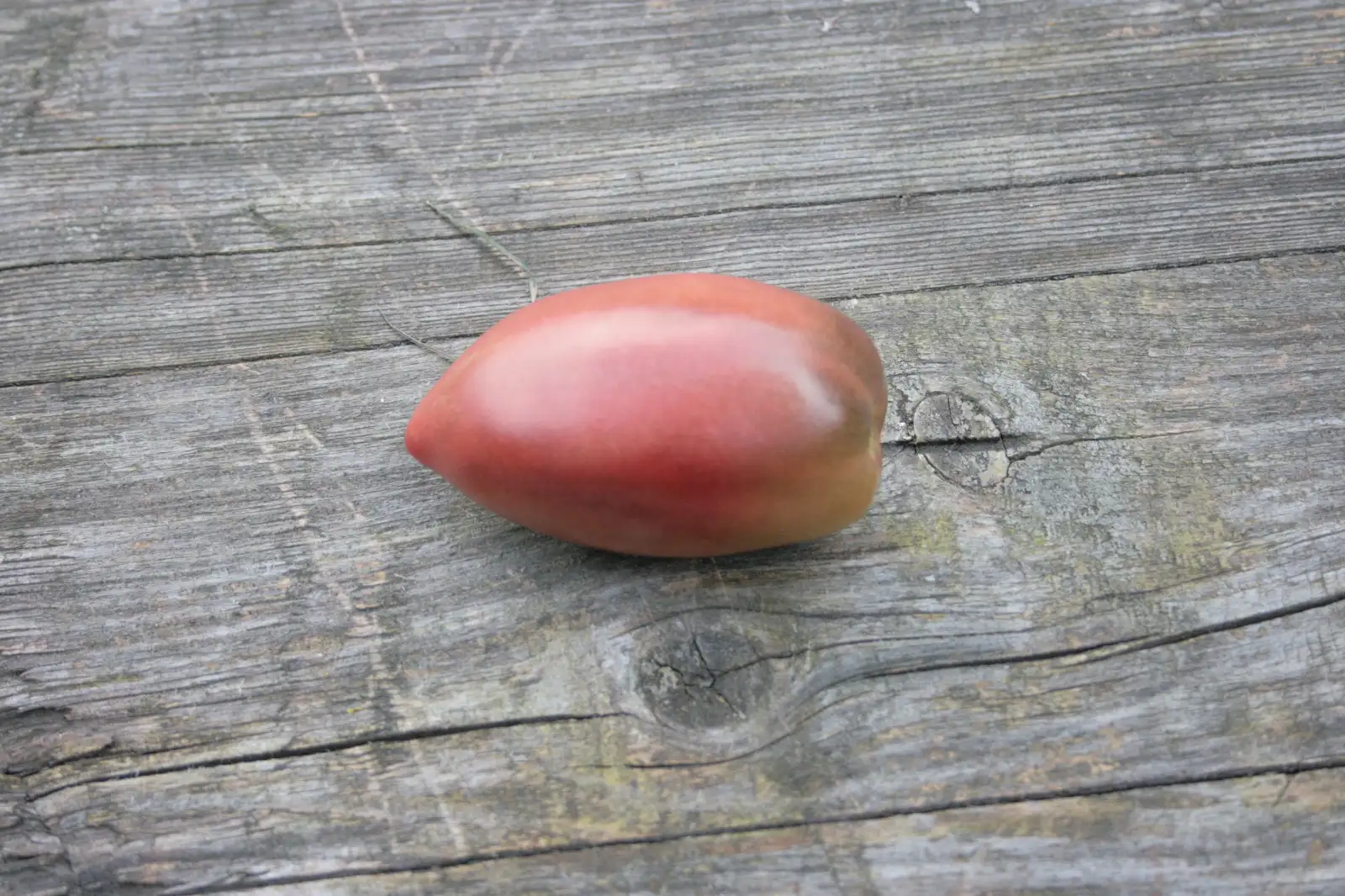 Tomaten: purple Russian