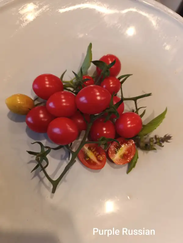 Tomaten: purple Russian