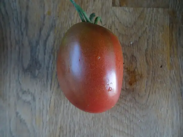 Tomaten: purple Russian