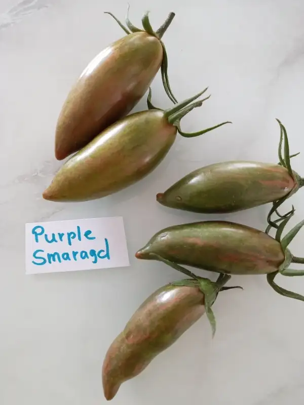 Tomaten: Purple Smaragd,