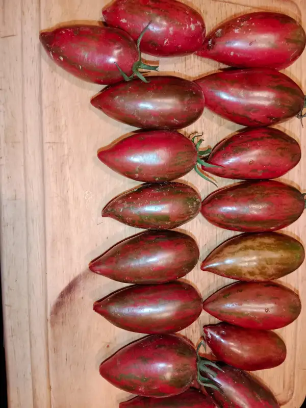 Tomaten: Purple Smaragd