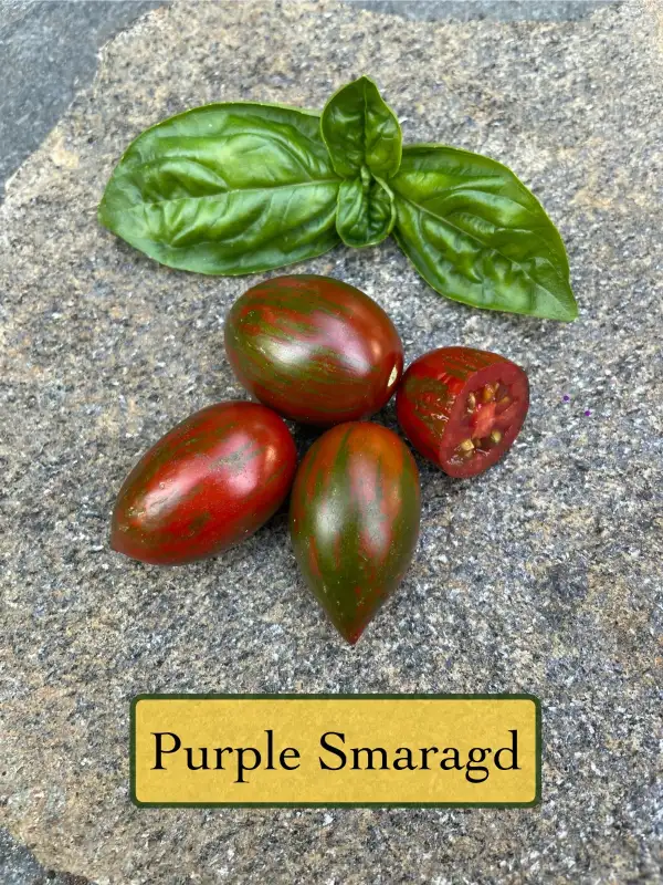 Tomaten: Purple Smaragd