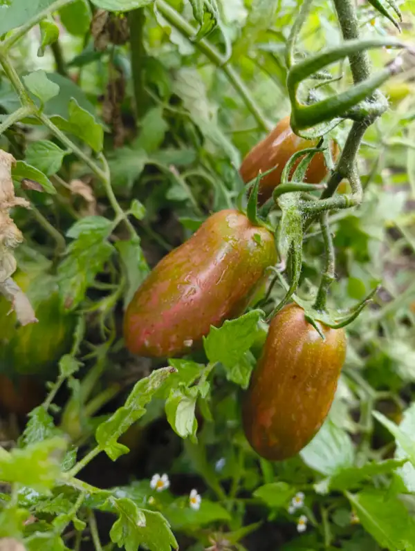 Tomaten: Purple Smaragd