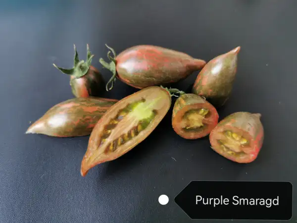 Tomaten: Purple Smaragd