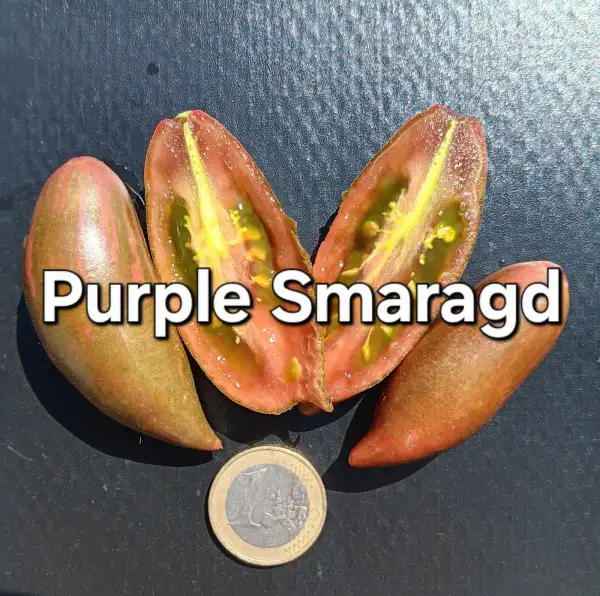 Tomaten: Purple Smaragd