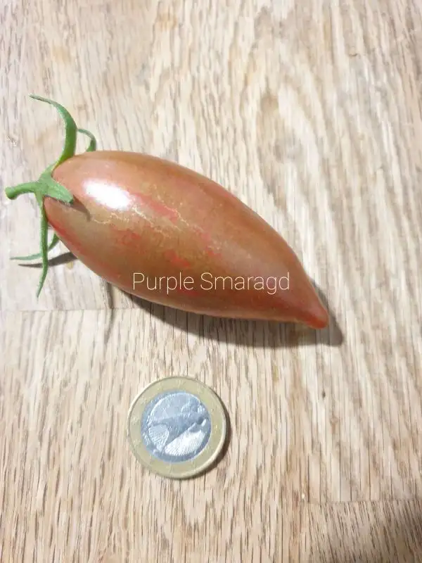 Tomaten: Purple Smaragd