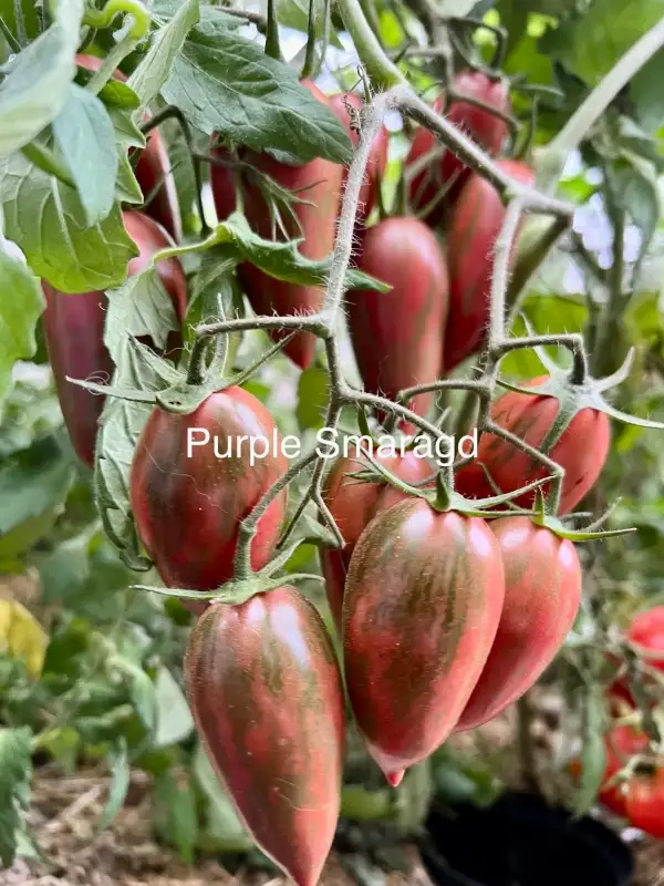 Tomaten: Purple Smaragd