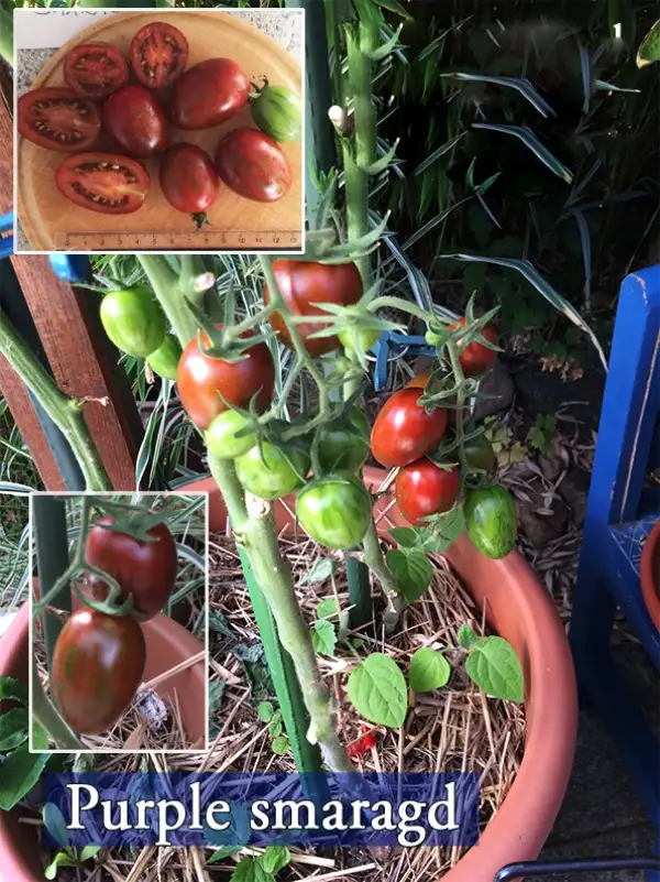 Tomaten: Purple Smaragd