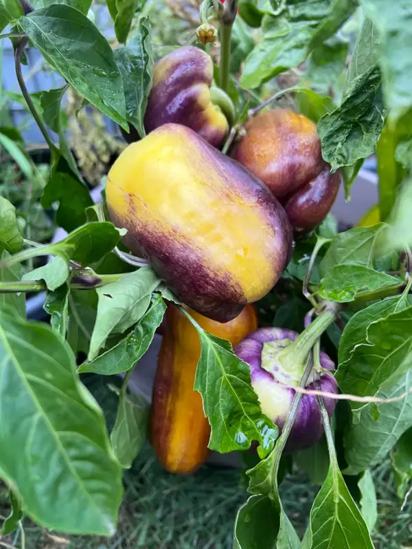 Chili / Paprika: Purple smudge gold
