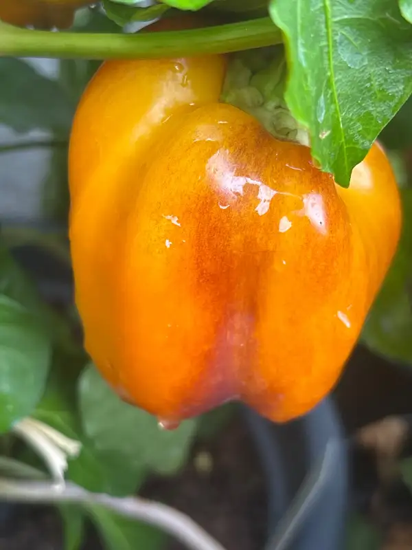 Paprika: Purple Smudge Gold
