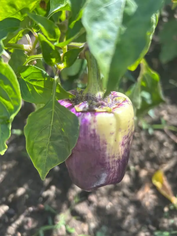 Paprika: Purple Smudge Gold