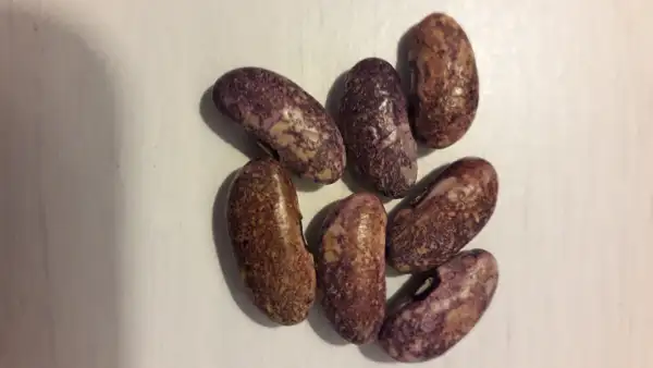 Bohnen: Purple Stardust