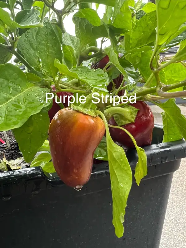 Chili / Paprika: Purple Striped