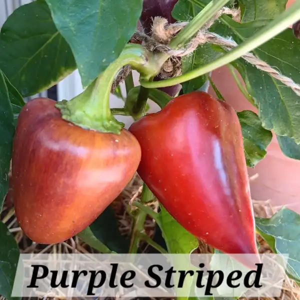 Chili / Paprika: Purple Striped