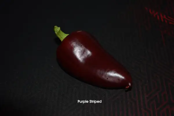 Paprika: Purple Striped