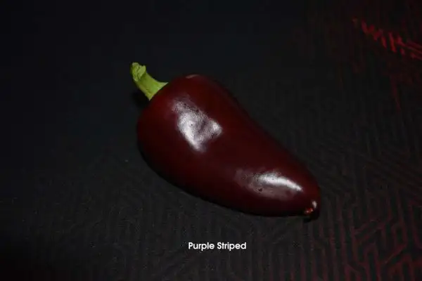 Chili / Paprika: Purple Striped