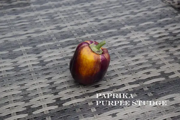 Paprika: Purple Studge